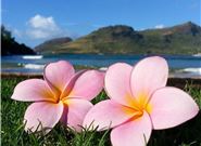 友人搬家送哪种花比较好?