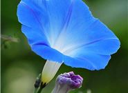 庆祝乔迁之喜应该送哪些礼物?