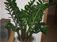 朋友搬家时适宜送什么样的花?